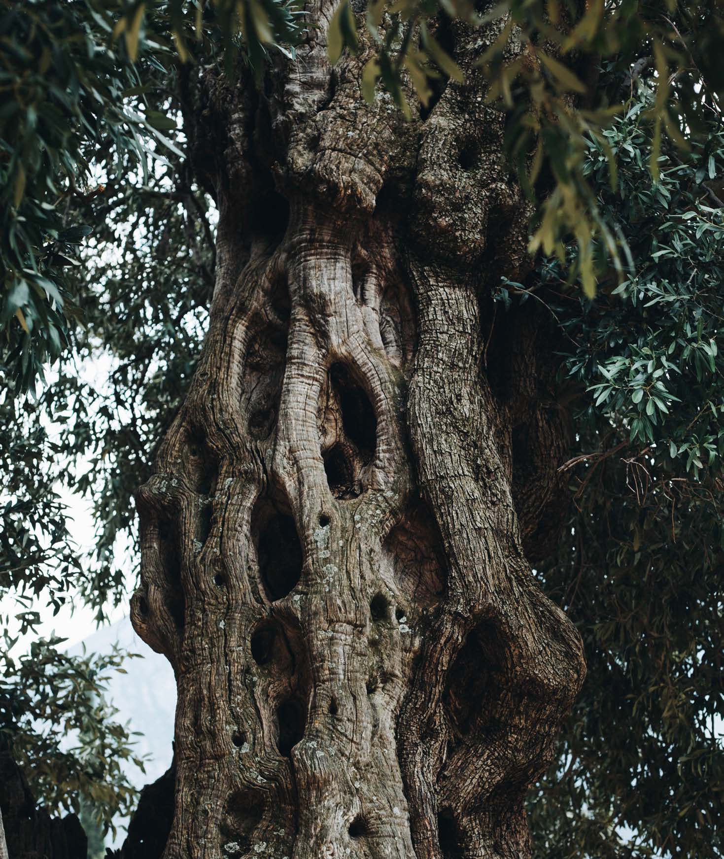 Tronc d’arbre ancien, creusé et marqué
